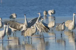 Images Dated 16th January 2009: A pair of sandhill cranes (Grus canadensis) wintering in New Mexico in wintertime
