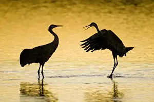 Communicating Prints: A pair of sandhill cranes (Grus canadensis) wintering in New Mexico in wintertime