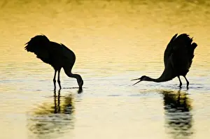 Images Dated 16th January 2009: A pair of sandhill cranes (Grus canadensis) wintering in New Mexico in wintertime