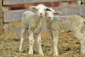 Pair of Targhee Lambs near Cascade Montana
