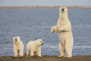 Images Dated 16th September 2006: A pair of young polar bear cubs look around the beach on the Beaufort Sea while their