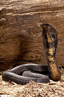 Vertebrate Prints: Pakistani Black Cobra, Naja naja karachiensis, Native to Pakistan and surrounding areas