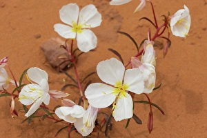 Double Arch Prints: Pale evening primrose, Double Arch, Arches National Park, Utah, US