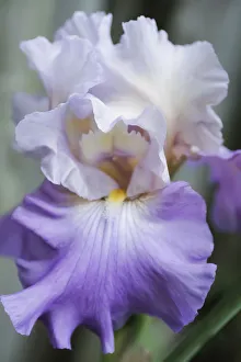 Lavender Prints: Pale lavender bearded iris bloom