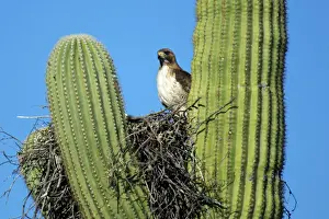 Cactus Prints: A pale morph red-tailed hawk (Buteo jamaicensis) nests in the arms of a saguaro cactus