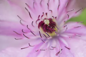 Pale pink clematis blossom