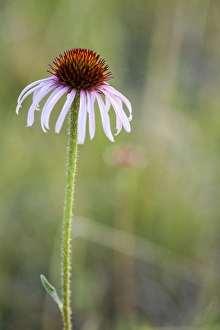 North Dakota Prints: Pale Purple Coneflower in North Dakota, USA