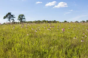 Missouri Prints: Pale Purple Coneflowers (Echinacea pallida) White River Trace Conservation Area