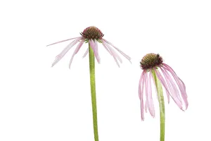 Prints of Pale Purple Coneflowers. Marion County, Illinois, USA Images Dated 2019 May: Pale Purple Coneflowers. Marion County, Illinois, USA