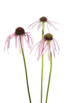 Images Dated 23rd May 2019: Pale Purple Coneflowers. Marion County, Illinois, USA