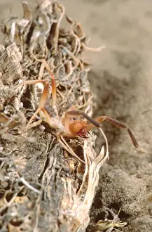Spider Prints: Pale Windscorpion Eremobates pallipes Southern Texas