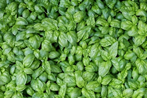 Prints of Palermo, Sicily. Fresh basil at farmers market Images Dated 2024 December: Palermo, Sicily. Fresh basil at farmers market