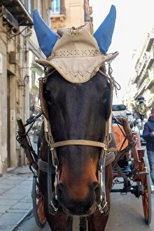 Prints of Palermo, Sicily. Horse wearing fashionable hat. Often seen transporting tourists throughout the streets of Palermo Images Dated 2024 December: Palermo, Sicily. Horse wearing fashionable hat