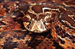 Viper Prints: Palestine Viper, Daboia (Vipera) palestinae, Native to Israel nort to Lebanon