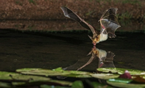 Drinking Prints: Pallid bat comes into a small pond for a drink