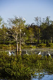 Images Dated 5th March 2018: Palm Beach, Florida. Dozen of Egrets in a tree and wetlands