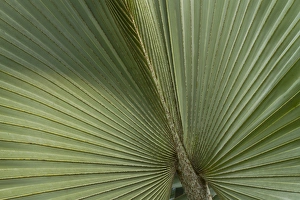 Striated Prints: Palm, Belize Botanic Garden