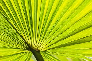 palm fan, Southern CA, USA