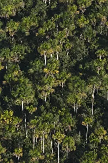Palm forest in Cuyabeno Reserve. Cuyabeno contains large tracts of permanently flooded forest