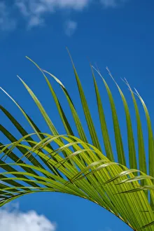 Floral And Botanical Prints: Palm frond
