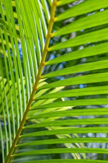 Palm frond