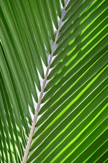 Frond Prints: Palm frond