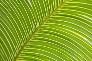 Diagonal Prints: Palm frond diagonal