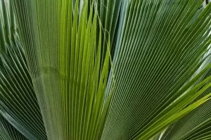 Images Dated 8th July 2006: Palm frond on La Digue Island