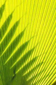 Hawaii Prints: Palm frond in Na `Aina Kai Botanical Gardens & Sculpture Park, Kauai, Hawaii