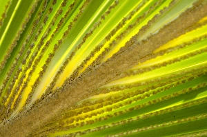 Hawaii Prints: Palm frond in Na `Aina Kai Botanical Gardens & Sculpture Park, Kauai, Hawaii