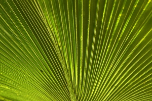Images Dated 19th October 2011: Palm frond, Nadi, Viti Levu, Fiji, South Pacific