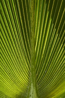 Fiji Prints: Palm frond, Nadi, Viti Levu, Fiji, South Pacific
