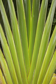 Images Dated 29th October 2011: Palm frond pattern, Coral Coast, Viti Levu, Fiji, South Pacific