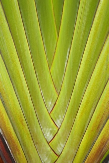 Fiji Prints: Palm frond pattern, Coral Coast, Viti Levu, Fiji, South Pacific
