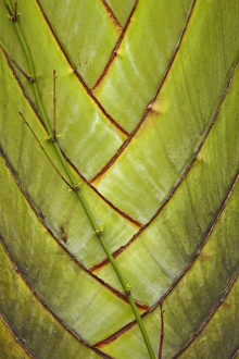 Images Dated 29th October 2011: Palm frond pattern, Coral Coast, Viti Levu, Fiji, South Pacific
