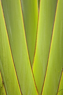Images Dated 29th October 2011: Palm frond pattern, Coral Coast, Viti Levu, Fiji, South Pacific