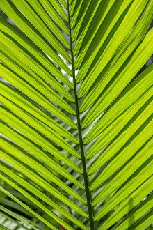 Floral And Botanical Prints: Detail of palm fronds