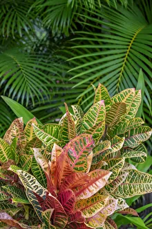 Floral And Botanical Prints: Palm fronds and Croton plants