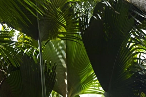 Images Dated 6th July 2006: Palm fronds in Vallee de Mai forest