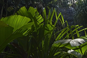 Images Dated 6th July 2006: Palm fronds in Vallee de Mai forest