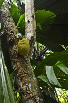 Images Dated 6th July 2006: Palm fronds in Vallee de Mai forest