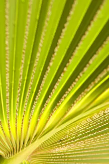 Palm leaf detail
