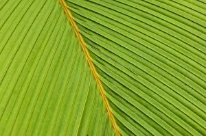 Palm leaves on Fregate Island