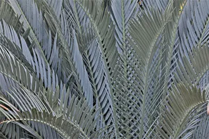 Silver Prints: Palm leaves in silver plant display, Longwood Gardens Conservatory, Pennsylvania