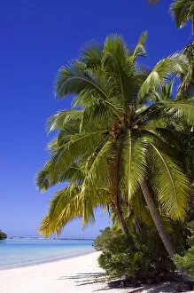 Images Dated 10th April 2006: Palm lined beach Cook Islands