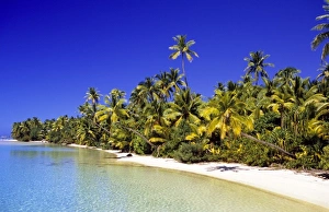 Palm lined beach Cook Islands