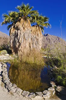 State Park Prints: Palm oasis at the visitor center, Anza-Borrego Desert State Park, California, USA