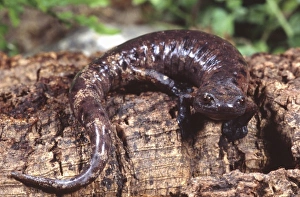 Palm Salamander, Bolitoglossa dofleini, Native to Honduras