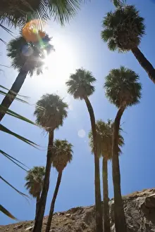 Palm Springs Prints: Palm Springs, CA, USA. Low angle view of palm trees against a bright blue sky