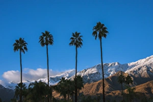 Colorado Desert Prints: Palm Springs, California